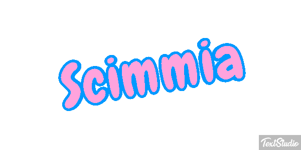 Scimmia テキスト効果