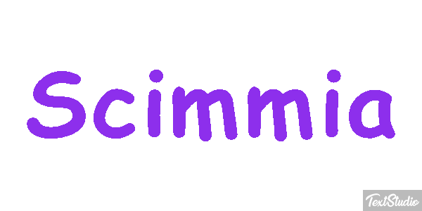 Scimmia テキスト効果