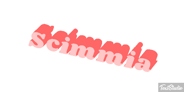 Scimmia テキスト効果