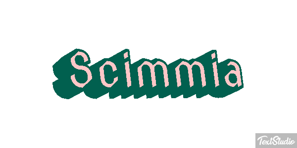 Scimmia テキスト効果