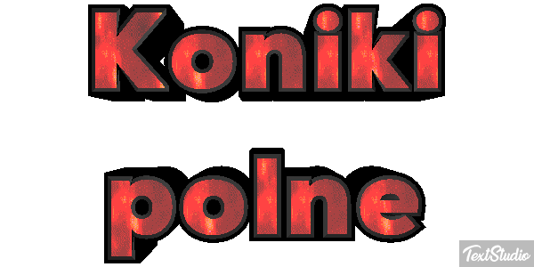 Koniki polne Efekt tekstowy